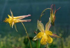 Aquilegia chaplinei